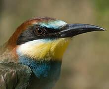 European Bee-eater