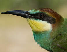 European Bee-eater