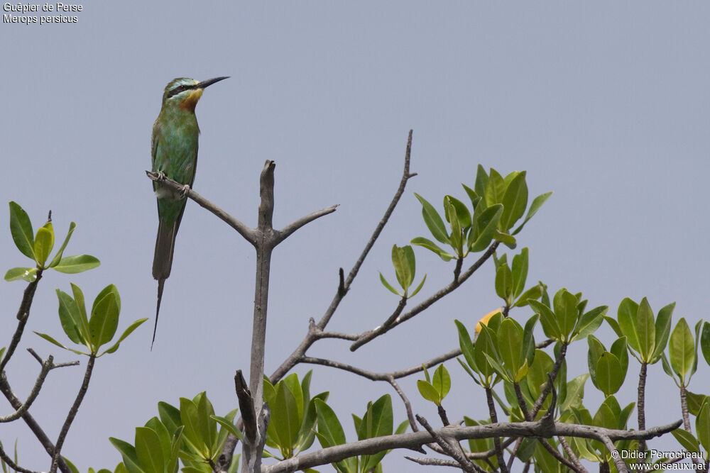 Blue-cheeked Bee-eater