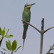 Blue-cheeked Bee-eater