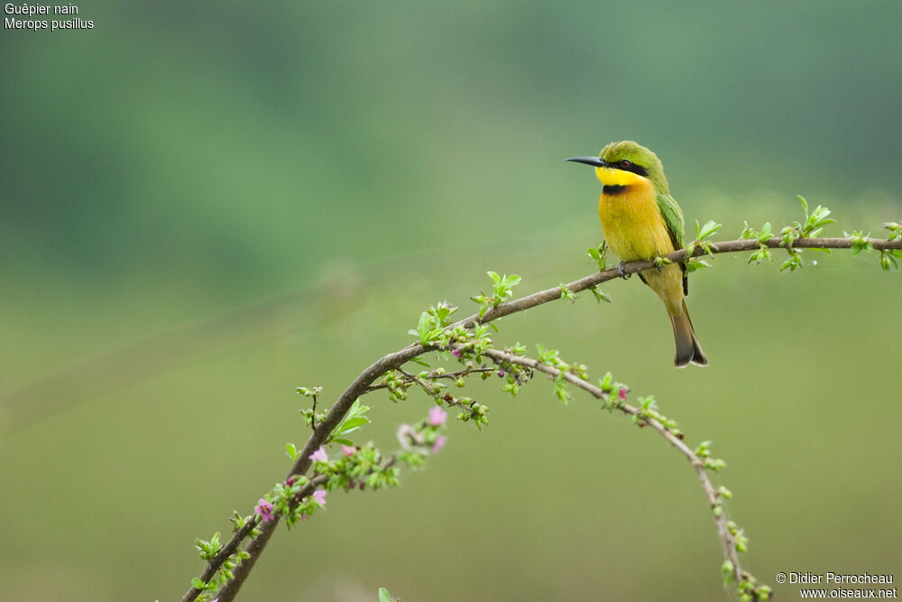 Little Bee-eater