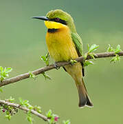 Little Bee-eater