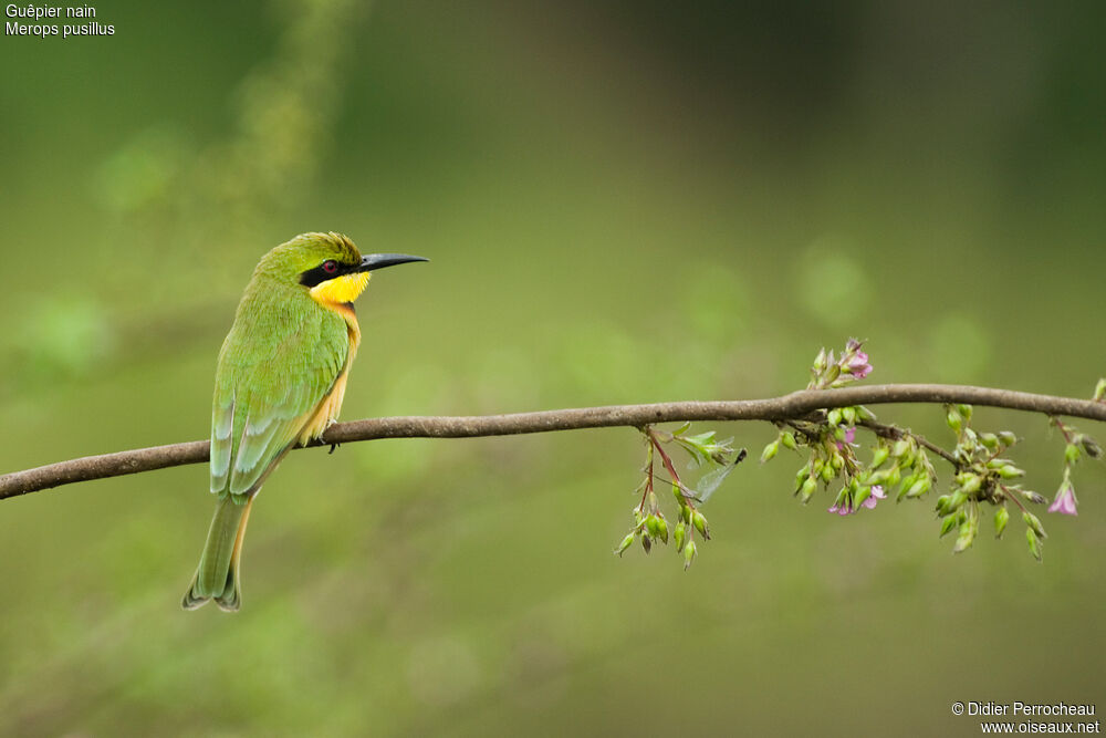 Little Bee-eater