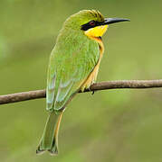 Little Bee-eater