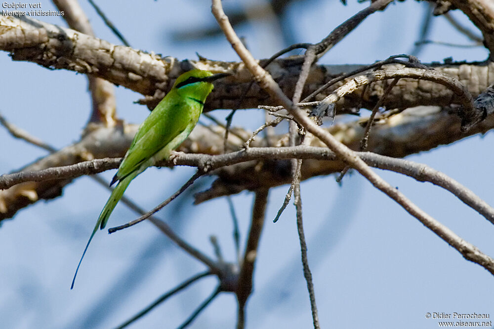 African Green Bee-eater