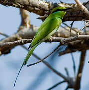 African Green Bee-eater