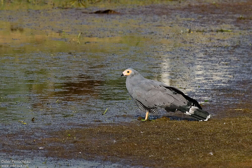 African Harrier-Hawk, identification