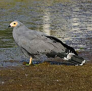 African Harrier-Hawk