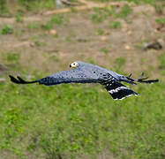 African Harrier-Hawk