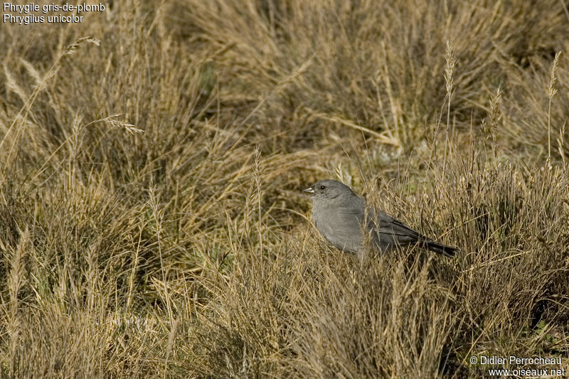 Haplospize gris-de-plomb