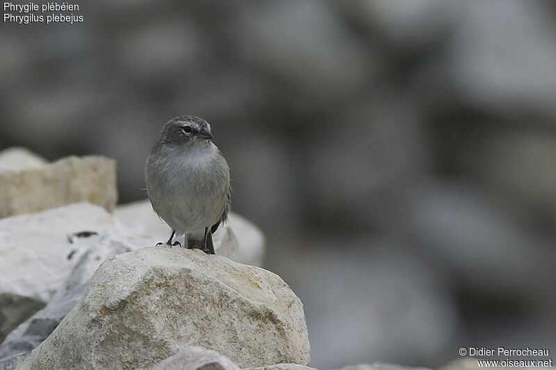 Haplospize plébéien adulte, identification