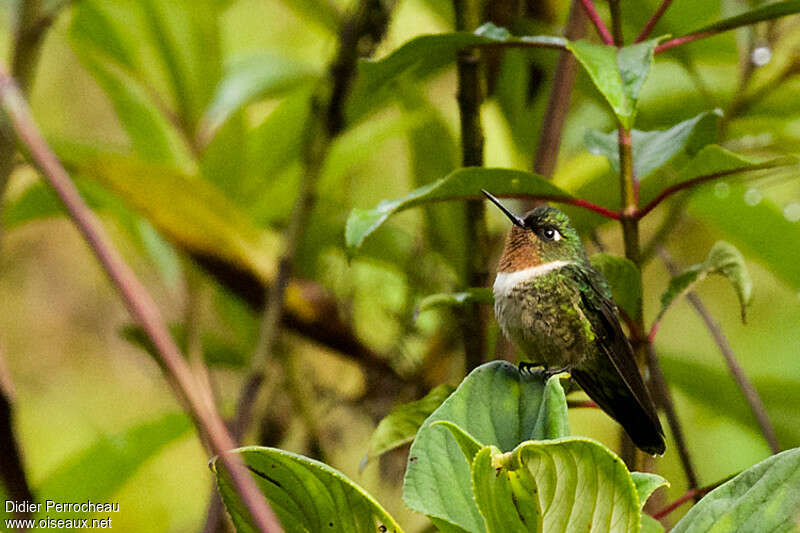 Héliange à gorge améthyste femelle, adulte, identification