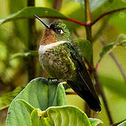 Amethyst-throated Sunangel