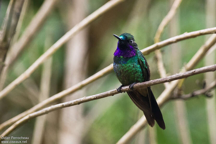 Héliange violette mâle adulte, identification