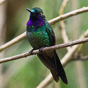 Purple-throated Sunangel