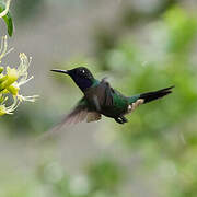 Purple-throated Sunangel