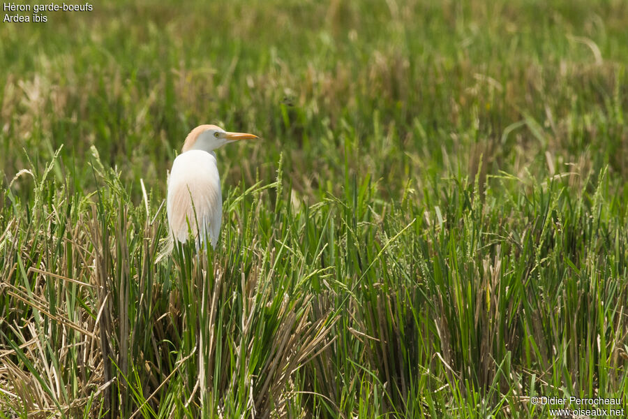 Western Cattle Egret