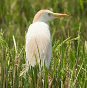 Western Cattle Egret