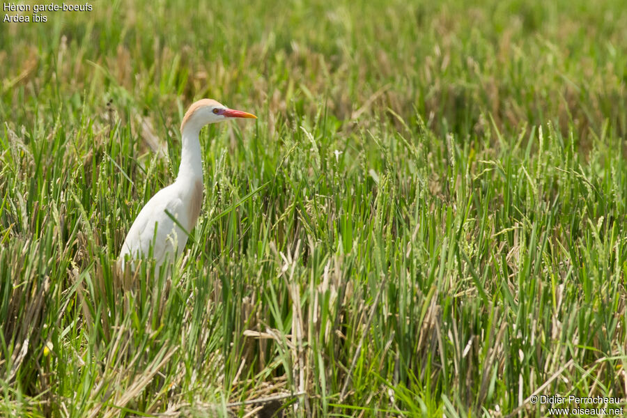 Western Cattle Egret