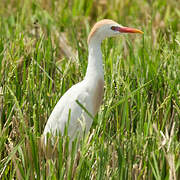 Western Cattle Egret