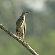 Striated Heron