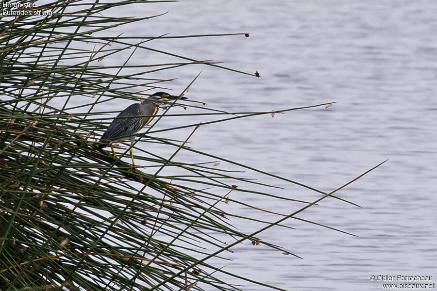 Striated Heron