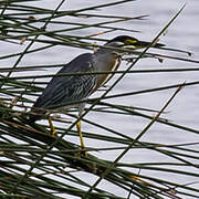 Striated Heron