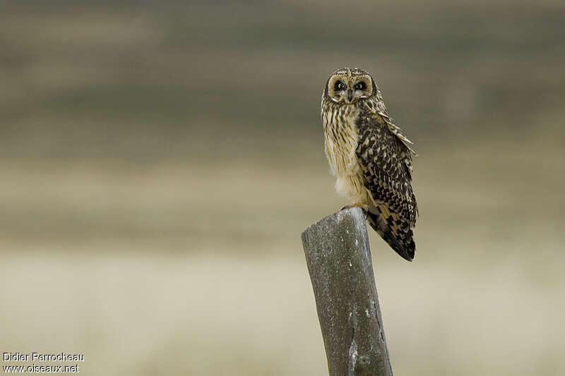 Hibou des marais, identification