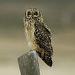 Hibou des marais