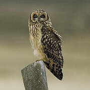 Short-eared Owl