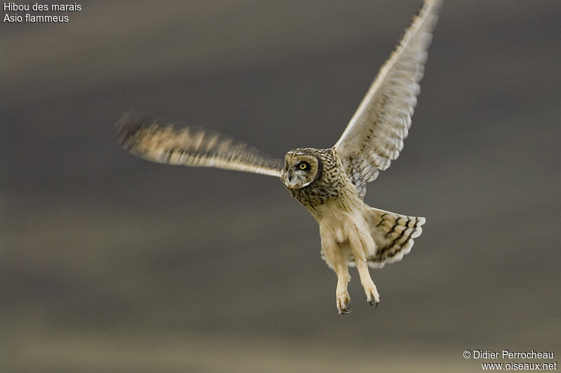 Hibou des marais, Vol