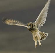 Short-eared Owl