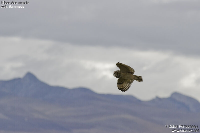 Hibou des marais