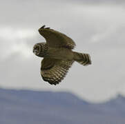 Short-eared Owl