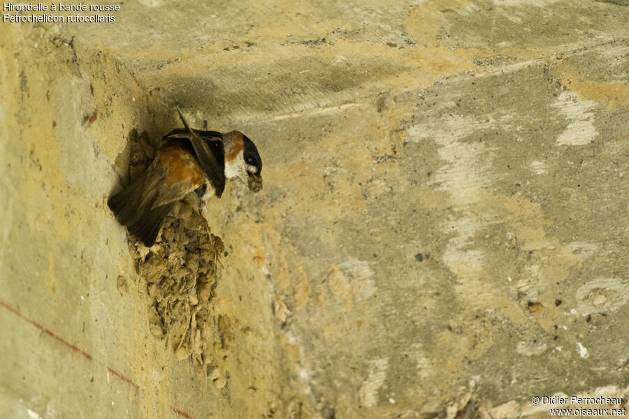 Chestnut-collared Swallow