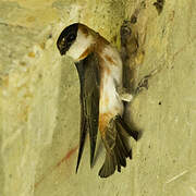 Hirondelle à bande rousse