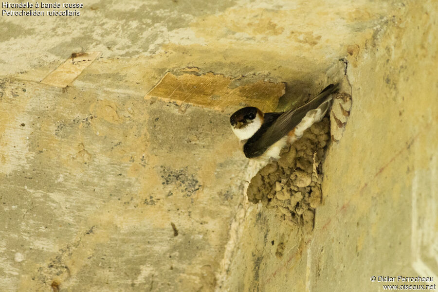 Chestnut-collared Swallow