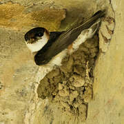 Chestnut-collared Swallow