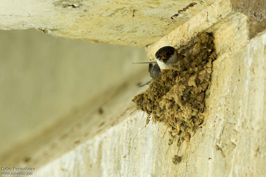 Hirondelle à bande rousseadulte, Nidification