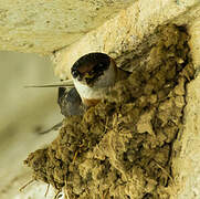 Chestnut-collared Swallow