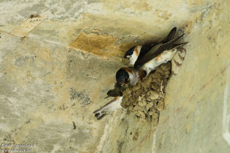 Chestnut-collared Swallow, Reproduction-nesting