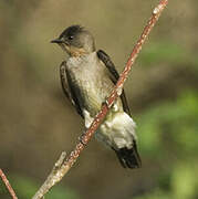 Southern Rough-winged Swallow