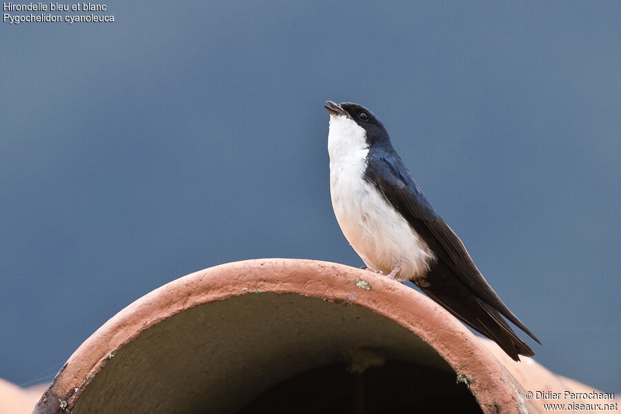 Blue-and-white Swallow