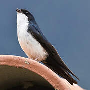 Blue-and-white Swallow