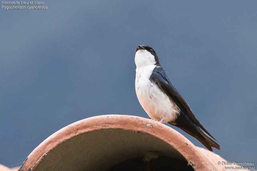 Blue-and-white Swallow