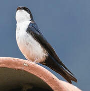 Blue-and-white Swallow