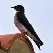 Grey-breasted Martin