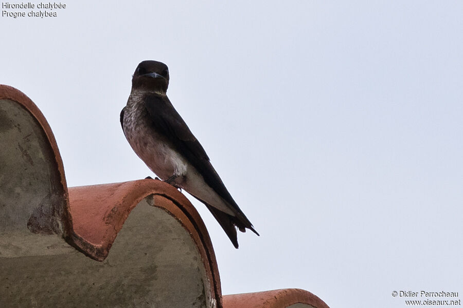 Grey-breasted Martin