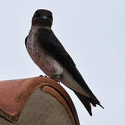 Grey-breasted Martin