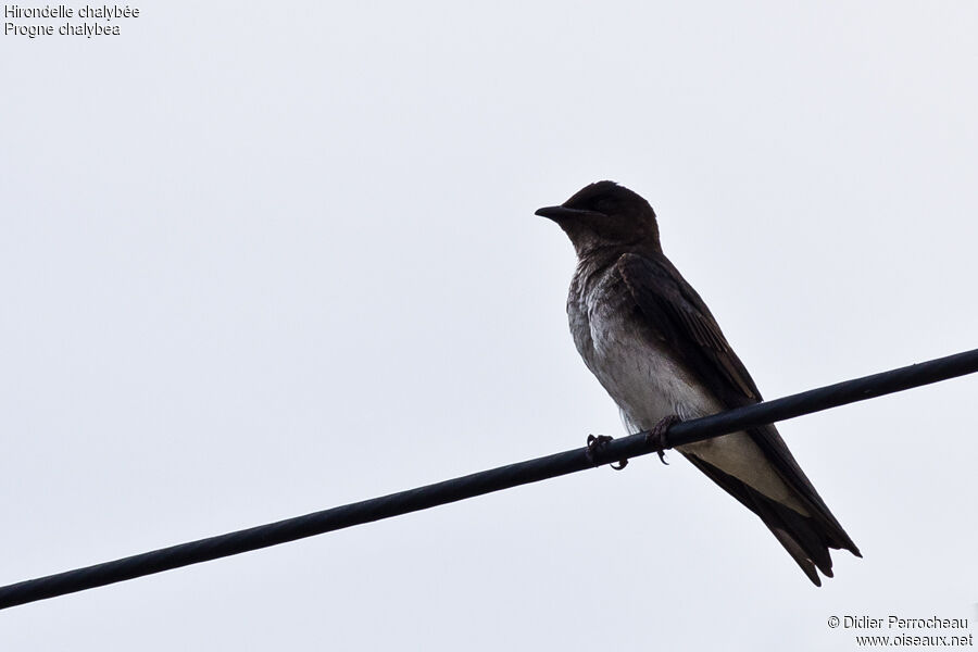 Grey-breasted Martin